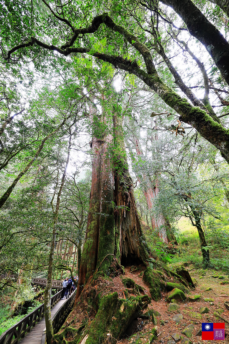 阿里山國家公園 (174).JPG