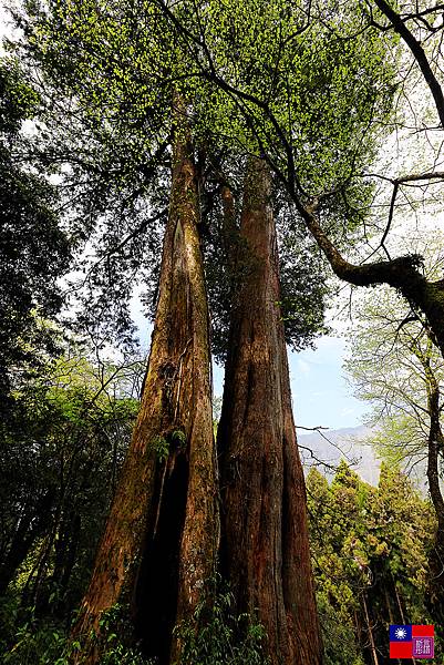 阿里山國家公園 (175).JPG