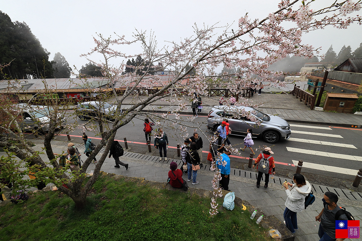 阿里山國家公園 (186).JPG