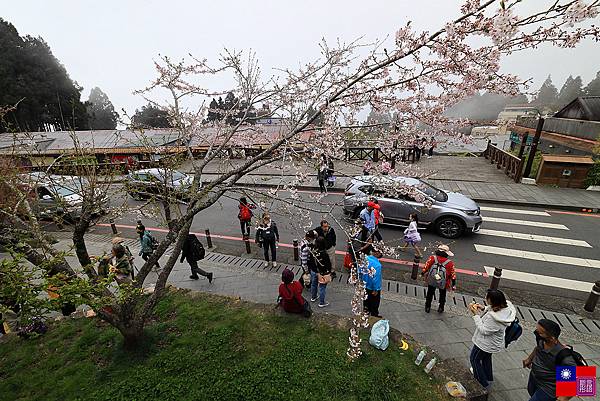 阿里山國家公園 (186).JPG