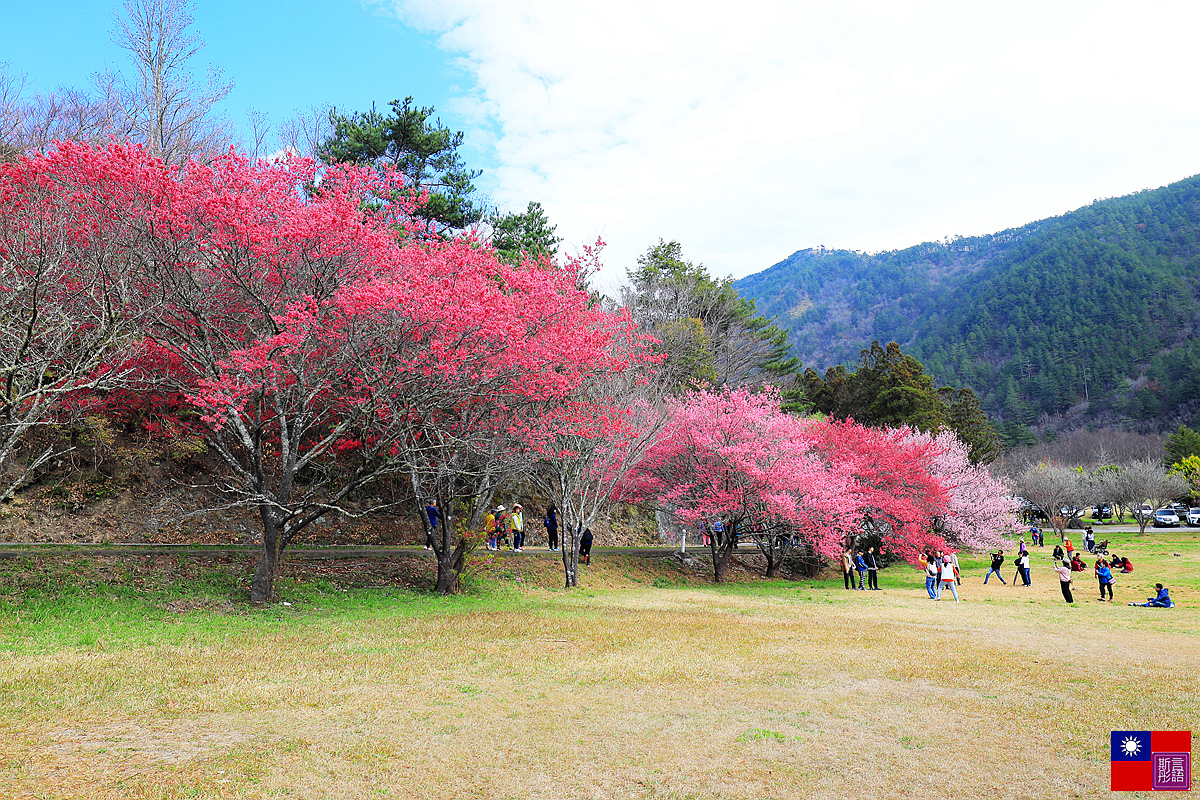 武陵櫻花 (2).JPG