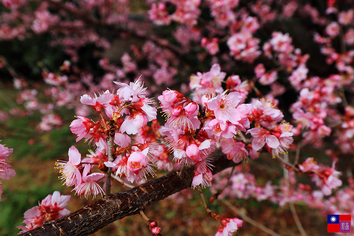 武陵櫻花 (7).JPG