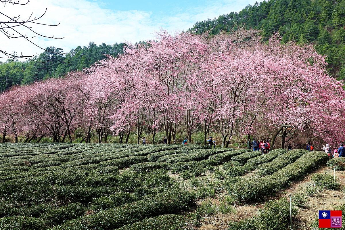 武陵櫻花 (63).JPG