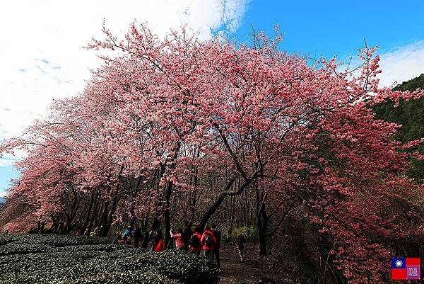 武陵櫻花 (65).JPG