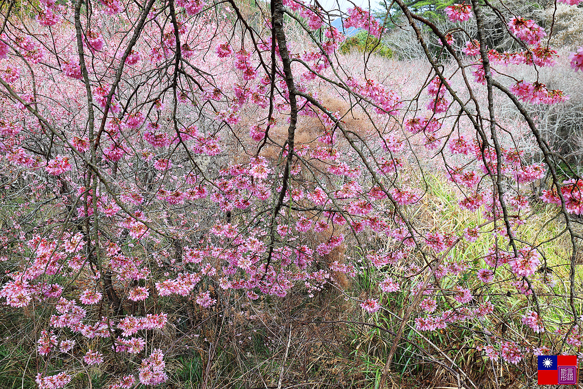 武陵櫻花 (66).JPG