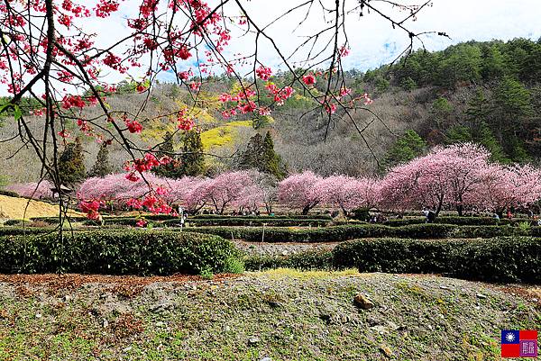 武陵櫻花 (73).JPG