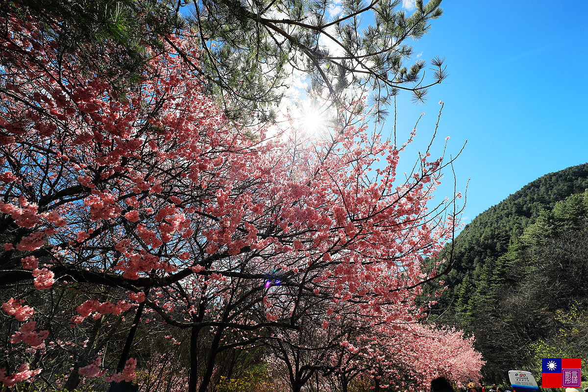 武陵櫻花 (102).JPG