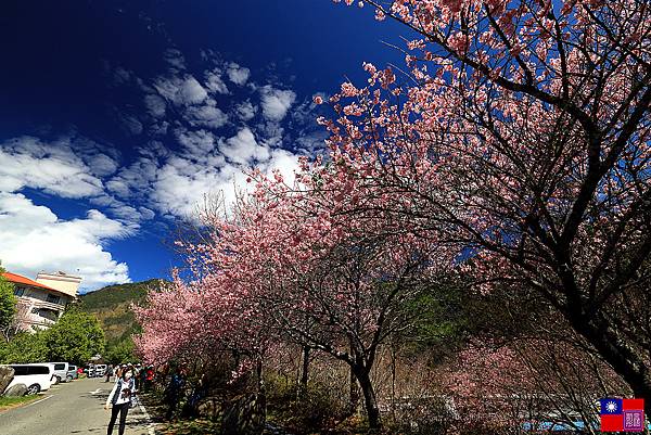 武陵櫻花 (133).JPG