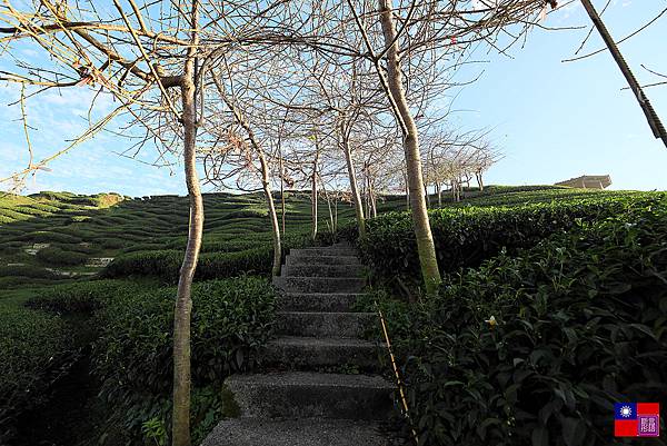 八卦茶園 (31).JPG