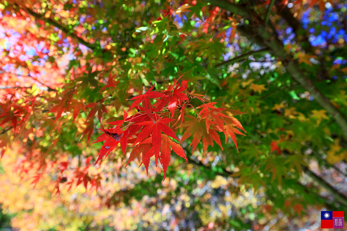 福壽山農場 (55).JPG