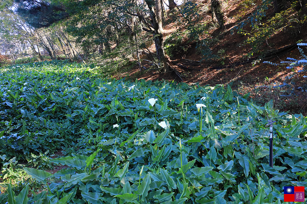 福壽山農場 (69).JPG