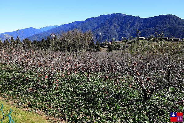 福壽山農場 (96).JPG