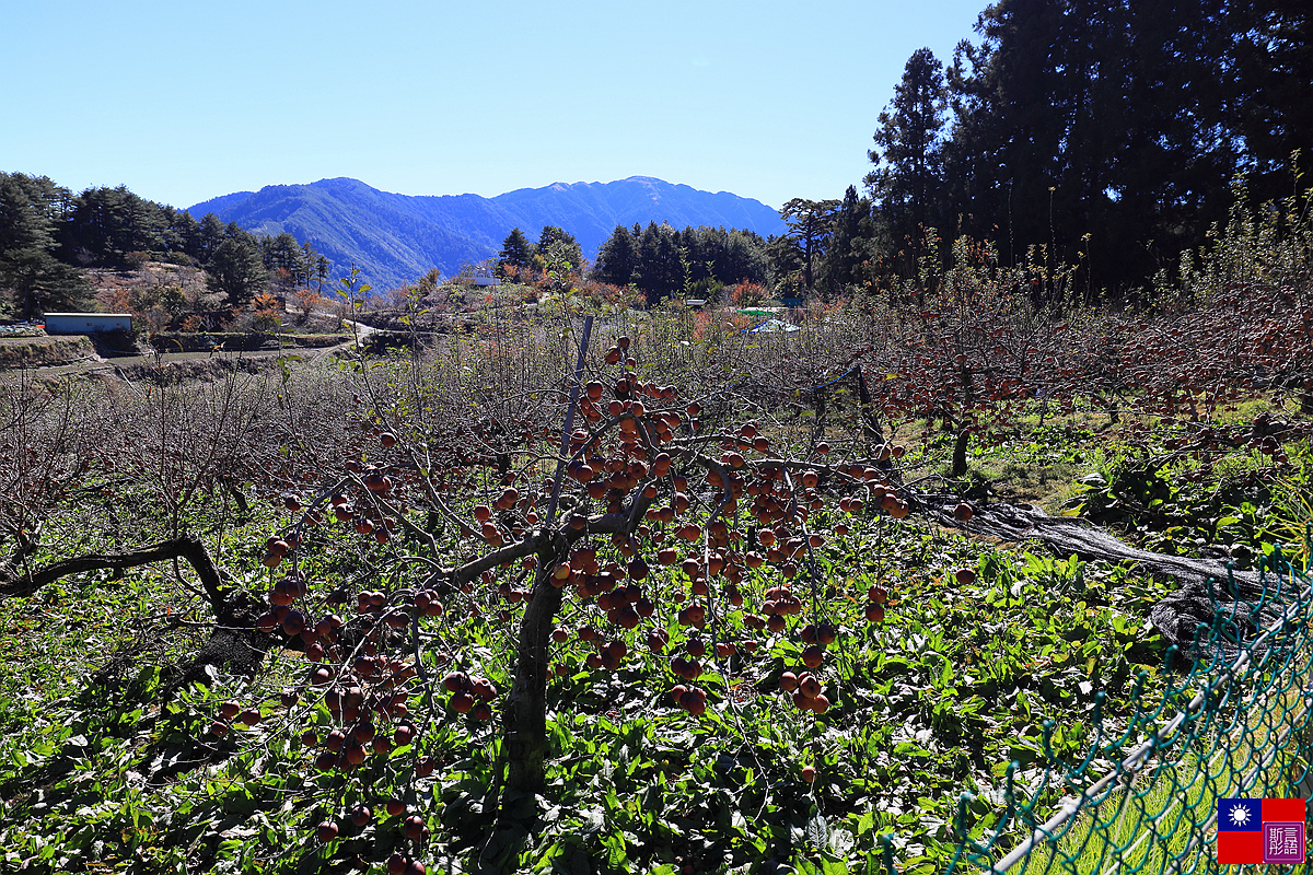 福壽山農場 (97).JPG