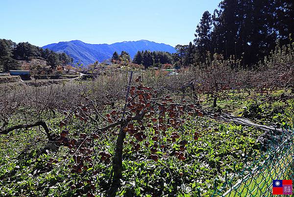 福壽山農場 (97).JPG