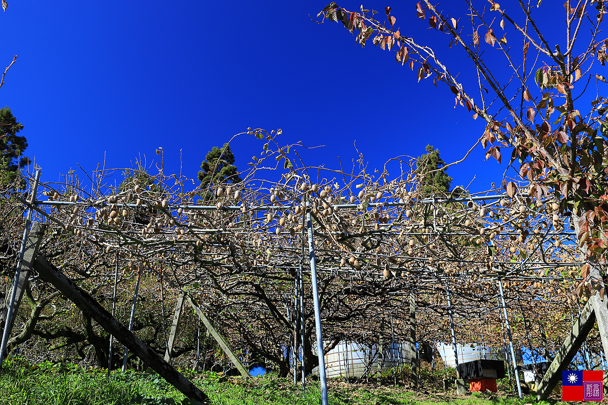 福壽山農場 (107).JPG