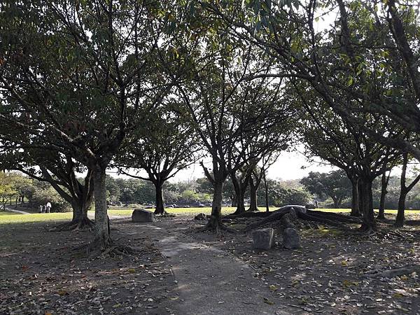 羅東公園 東丘 落羽松