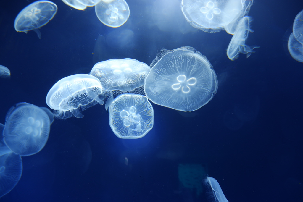 桃園Xpark水族館-水母