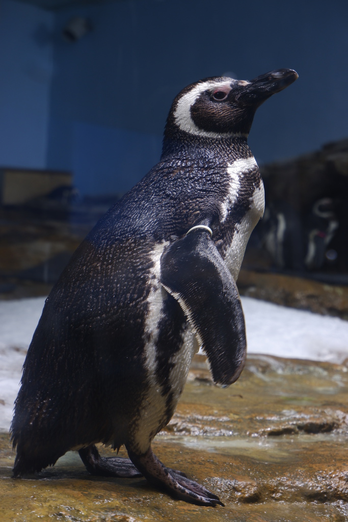 桃園Xpark水族館-企鵝