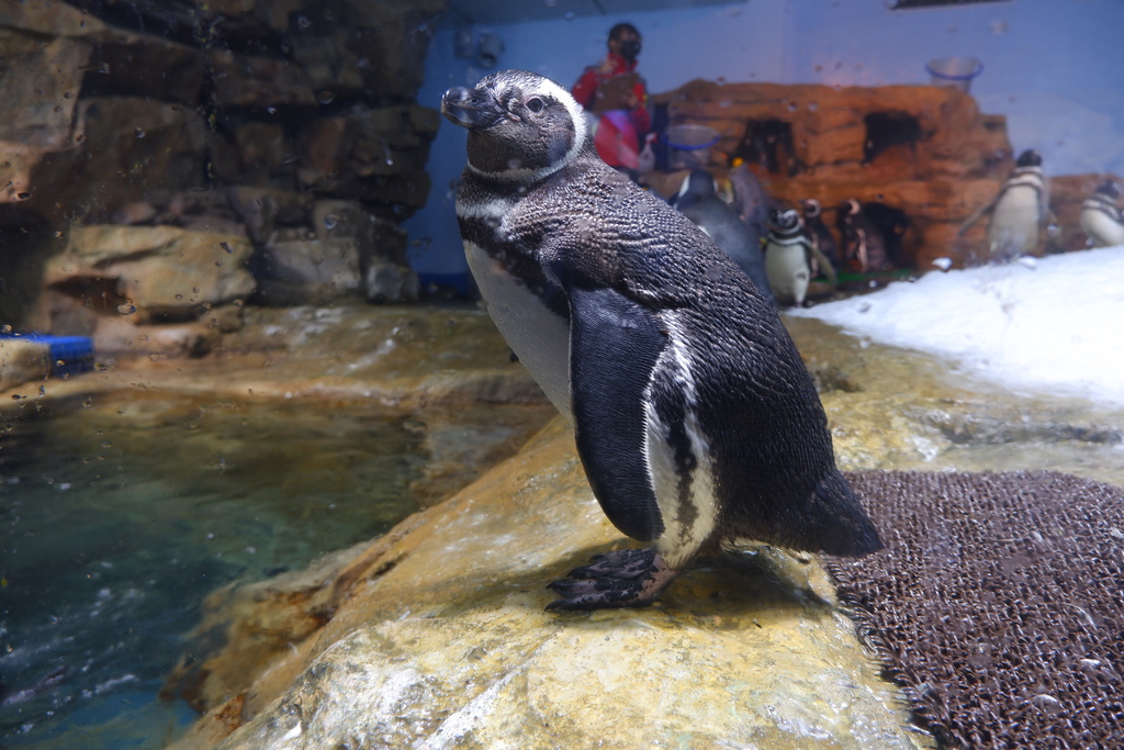 桃園Xpark水族館-企鵝