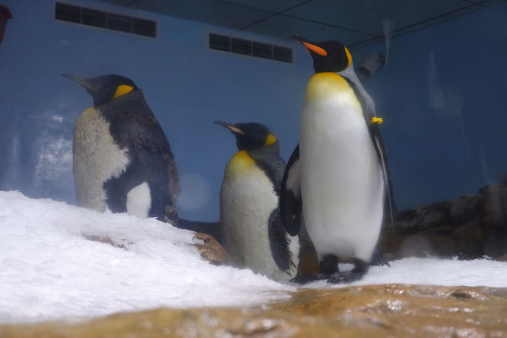 桃園Xpark水族館-國王企鵝