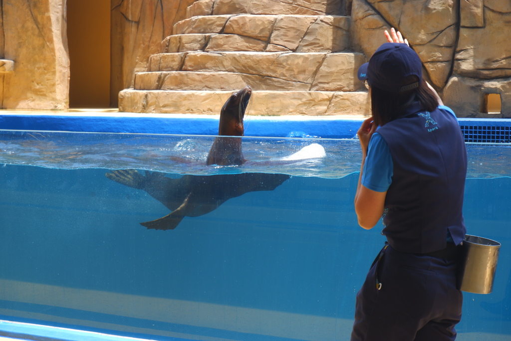 桃園Xpark水族館-與眾同樂-飼育員與海豹
