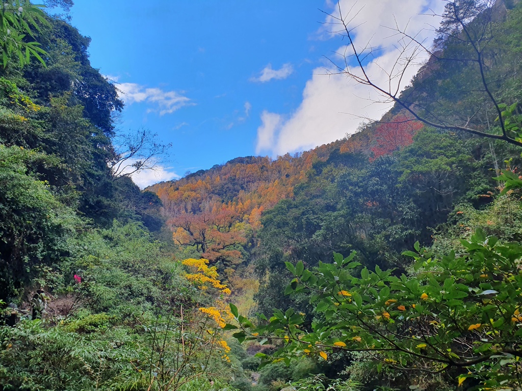 滿滿的楓葉在對面山頭