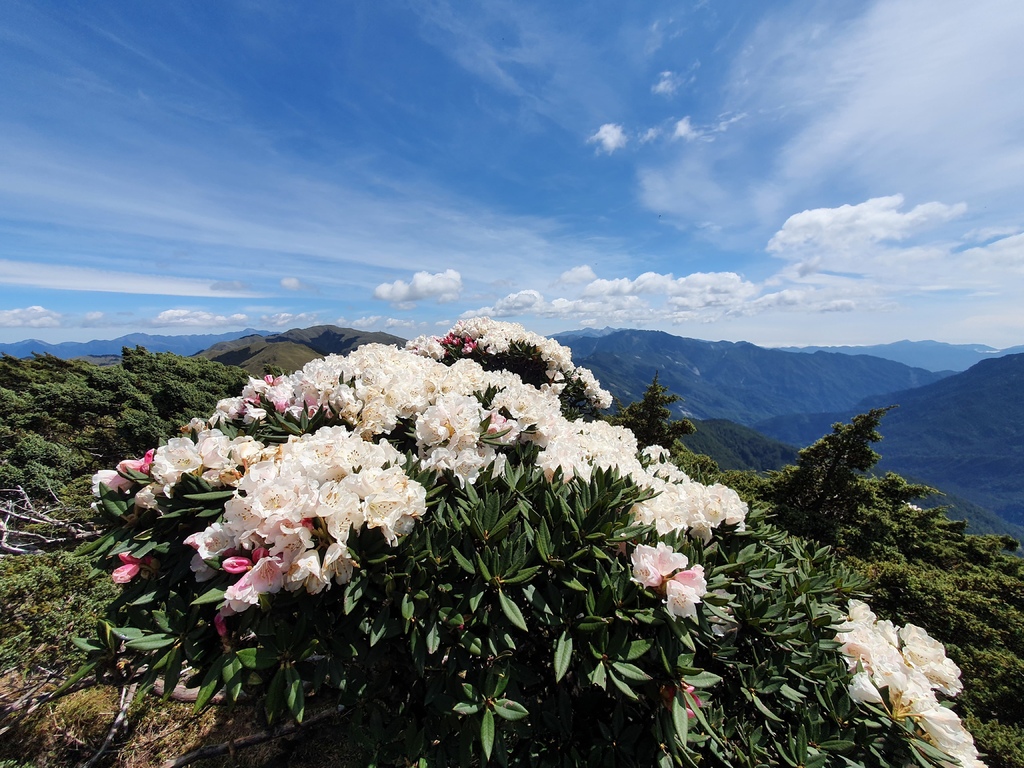 2021合歡山杜鵑花季