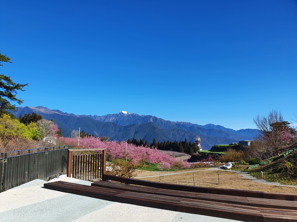 天氣超級棒的福壽山農場~櫻花和雪山絕美