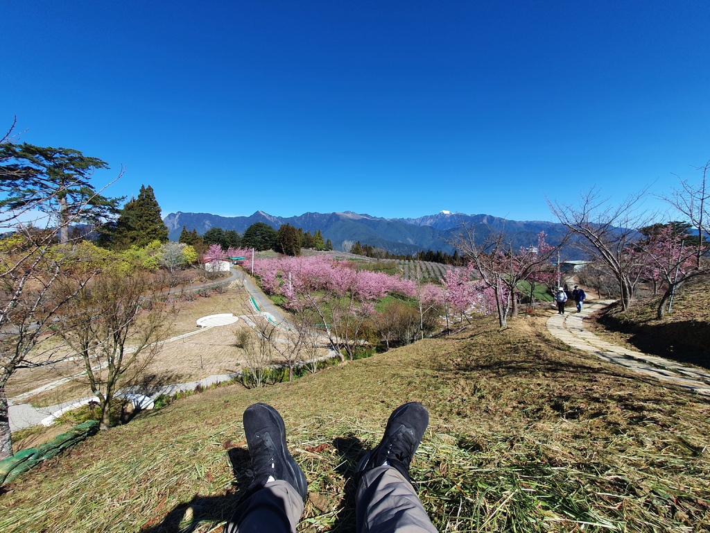 坐在福壽山農場的草地上，眺望遠方的雪山山脈及滿滿的櫻花