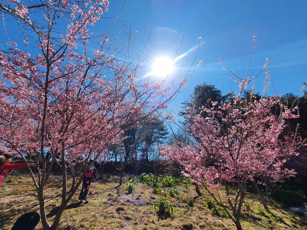 有人穿著日本和服特地來福壽山農場拍櫻花
