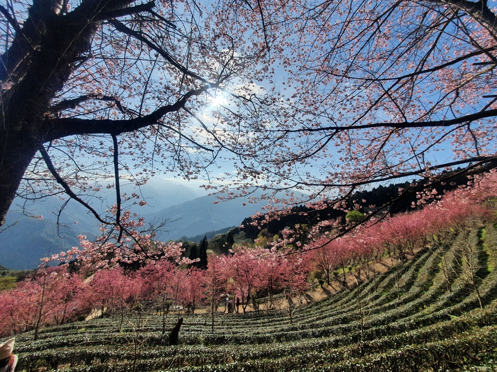 山上人家森林農場的櫻花也有茶園