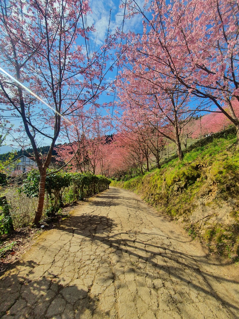 沿路上滿滿的櫻花