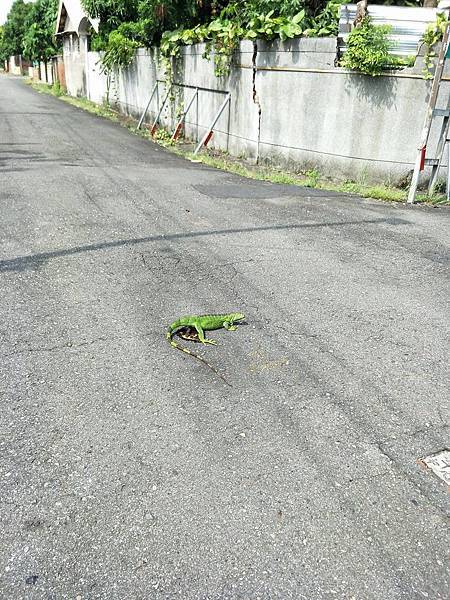 1060828寵物跑出來.jpg 1060828寵物跑出來.jpg