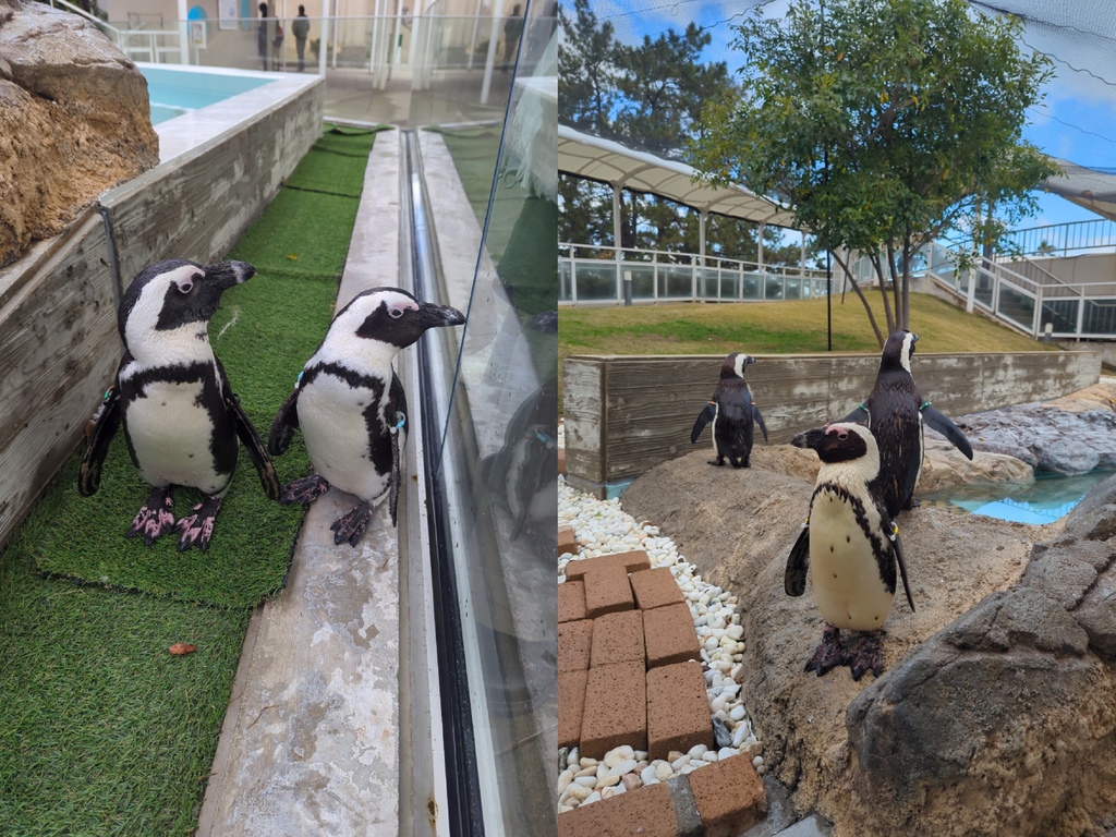 北九州五天【福岡海邊半日遊】：絕美水族館◆海之中道｜糸島烤蚵