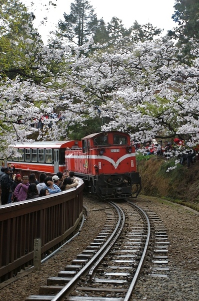 阿里山花季