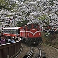 火車穿過吉野櫻