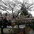 網球場前面的大櫻花