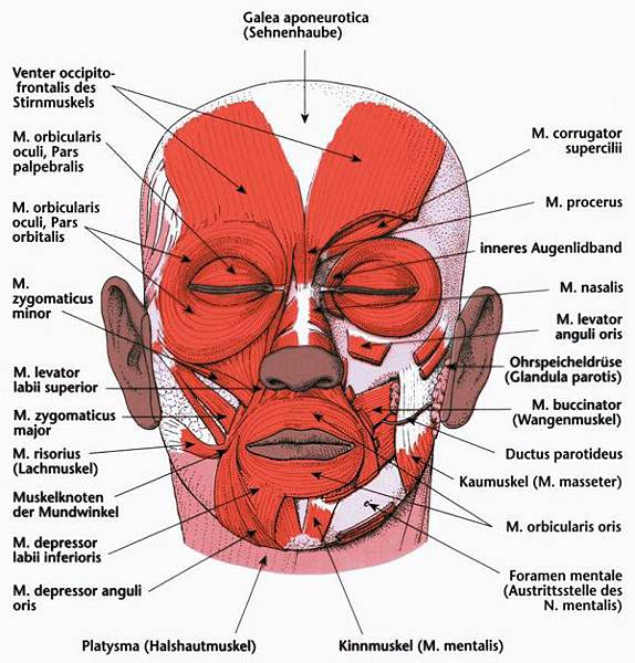 facemuscle