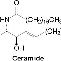 ceramide.jpg