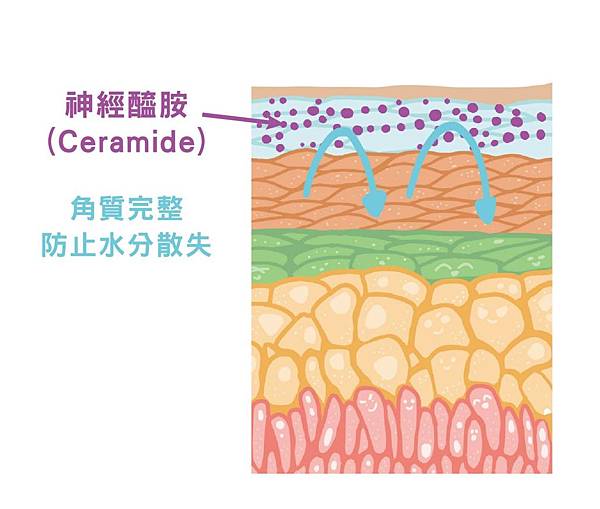 神經醯胺.jpg