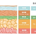 皮膚含水分層.jpg
