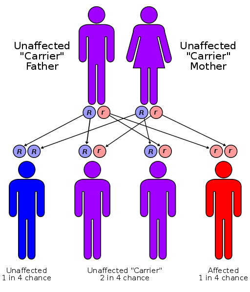 512px-Autorecessive_svg.png