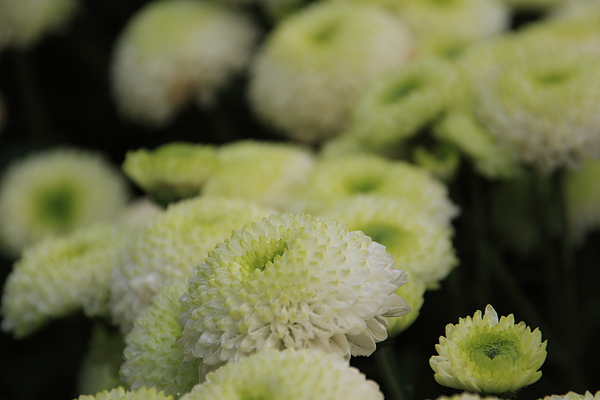 2010TaipeiFloraExpo_0001.JPG