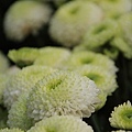 2010TaipeiFloraExpo_0001.JPG