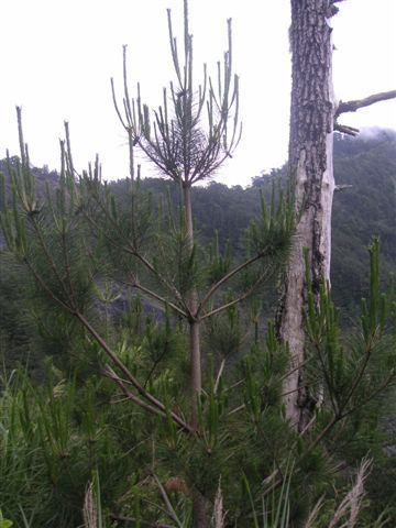 奇妙植物