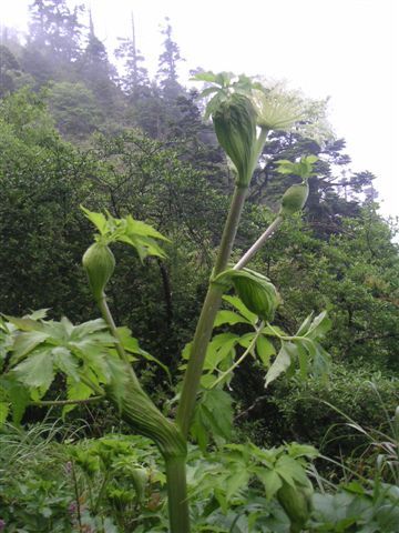 怪植物