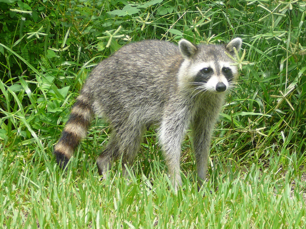 Procyon_lotor_(Common_raccoon).jpg