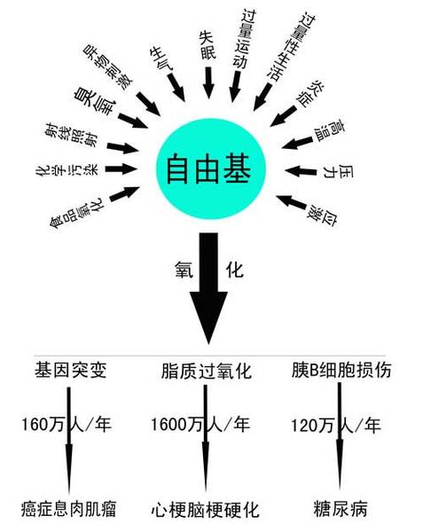 自由基對人體的傷害-5