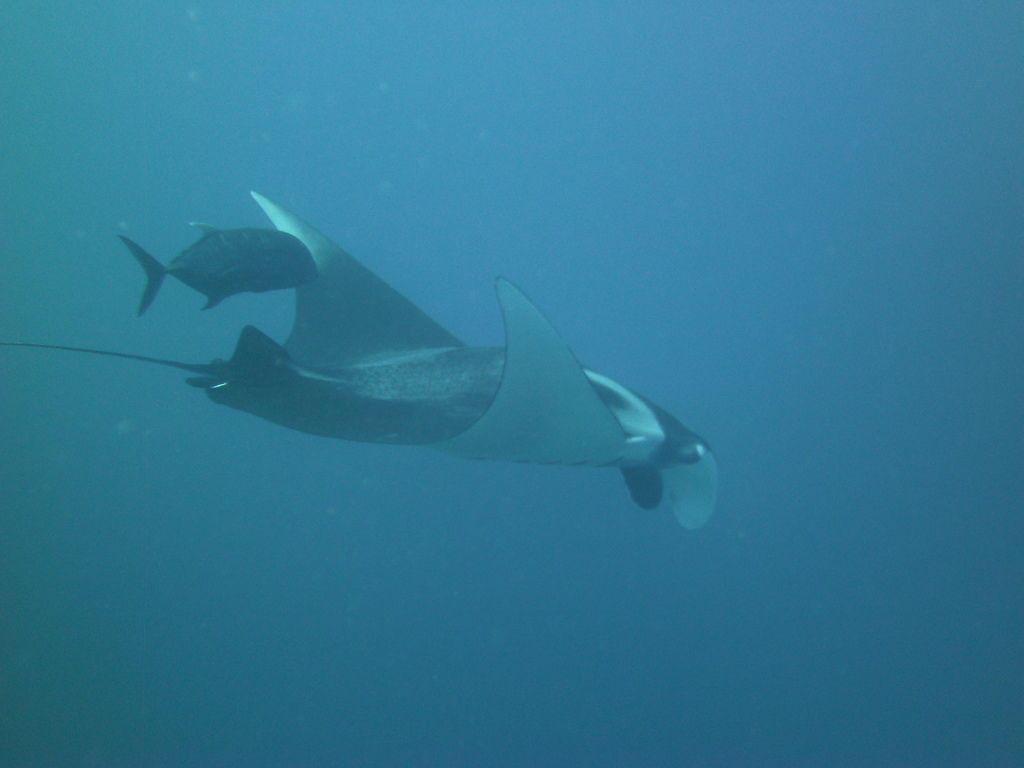 優雅的Manta 優雅的Manta