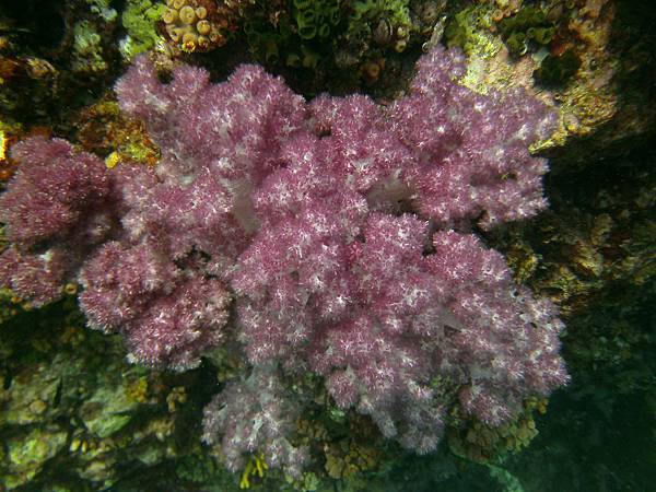 美麗的軟珊瑚.jpg